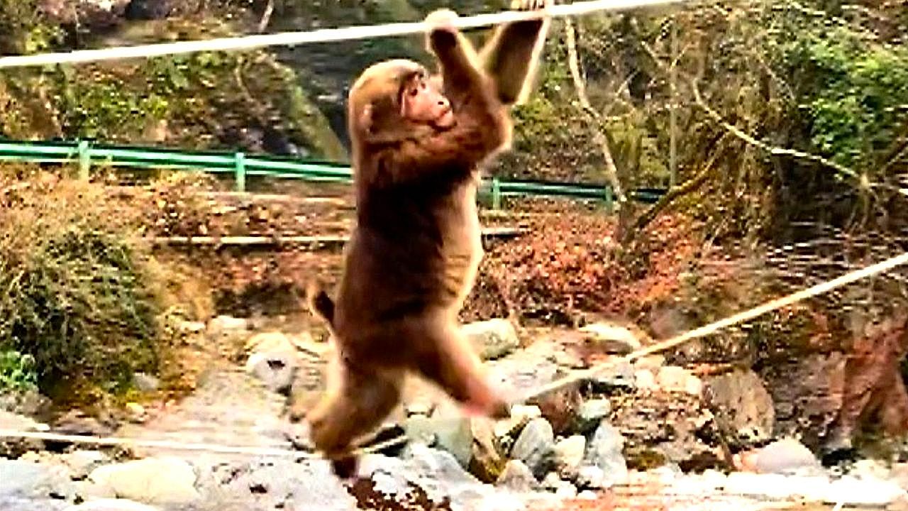 Clever monkey tightropes across river with mischief in mind