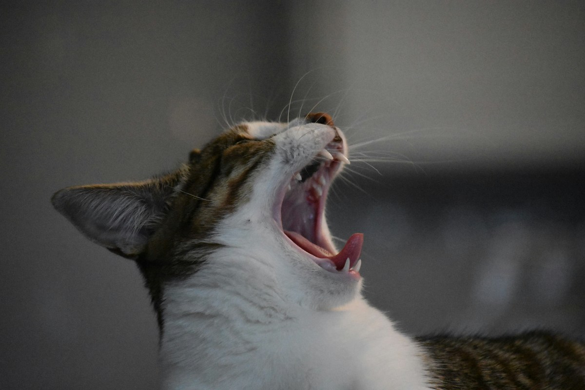 Singing cat proves it really is the most wonderful time of the year