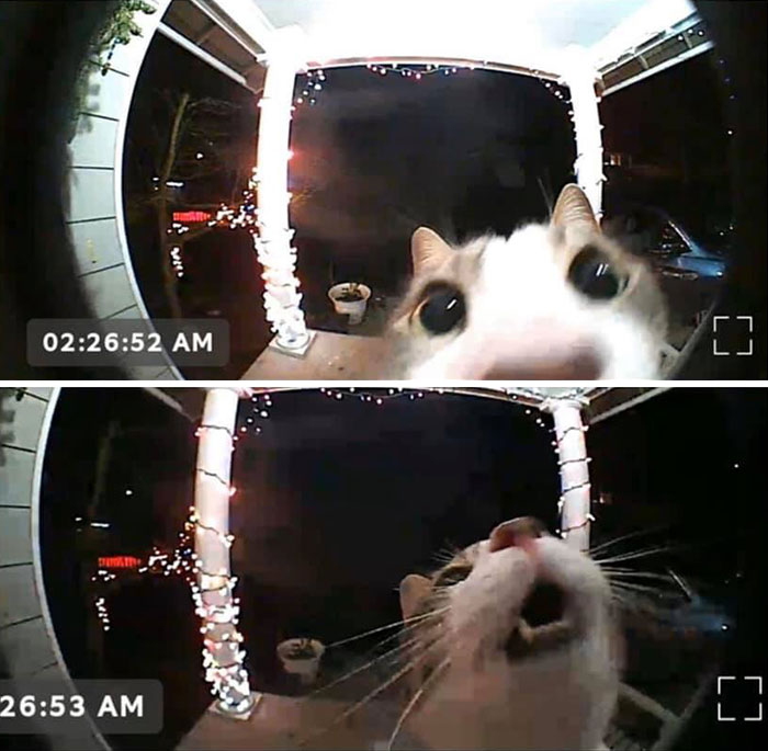50 Overdramatic Cats Who Deserve An Oscar