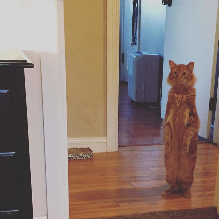 50 Overdramatic Cats Who Deserve An Oscar
