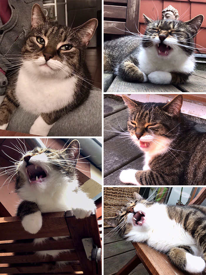 50 Overdramatic Cats Who Deserve An Oscar
