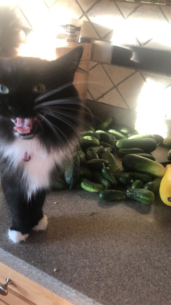 50 Overdramatic Cats Who Deserve An Oscar