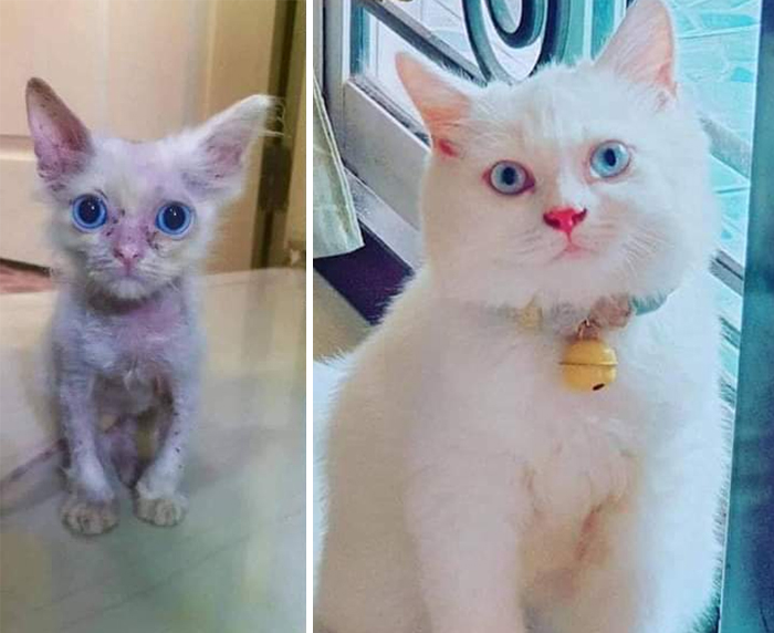 This Online Community Shares Before And After Adoption Pics, Shows How Love And Care Changes Cats (28 Pics)
