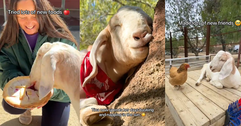 From captivity to sanctuary!: Here's every tasty and tranquil thing ...