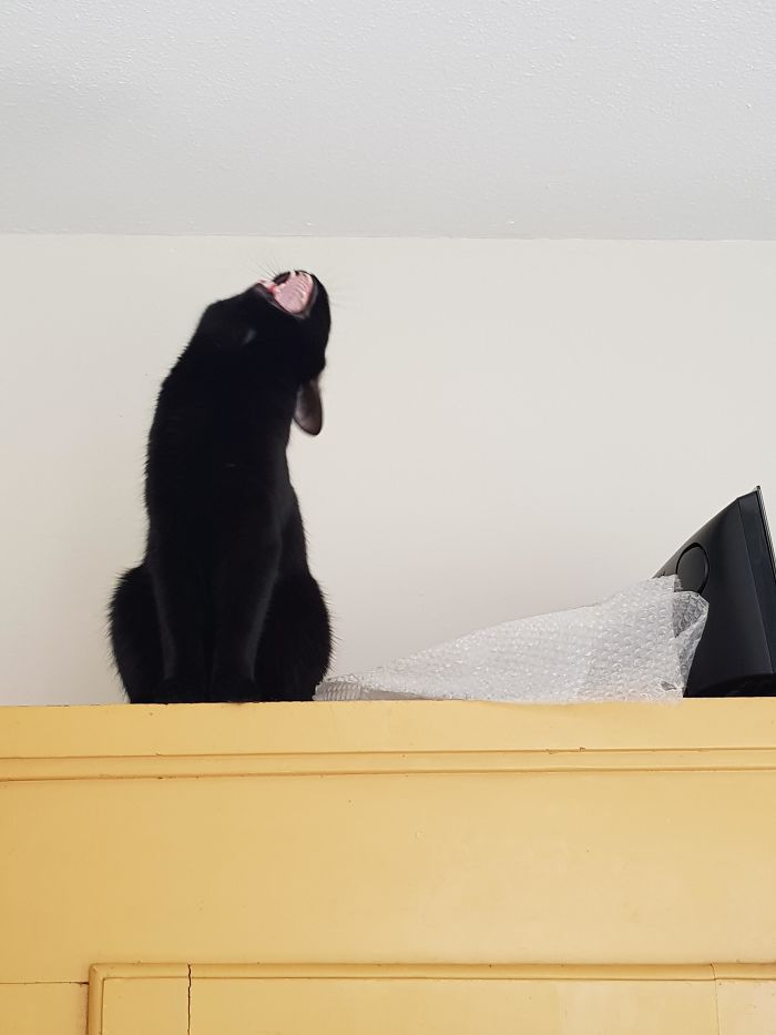 50 Overdramatic Cats Who Deserve An Oscar