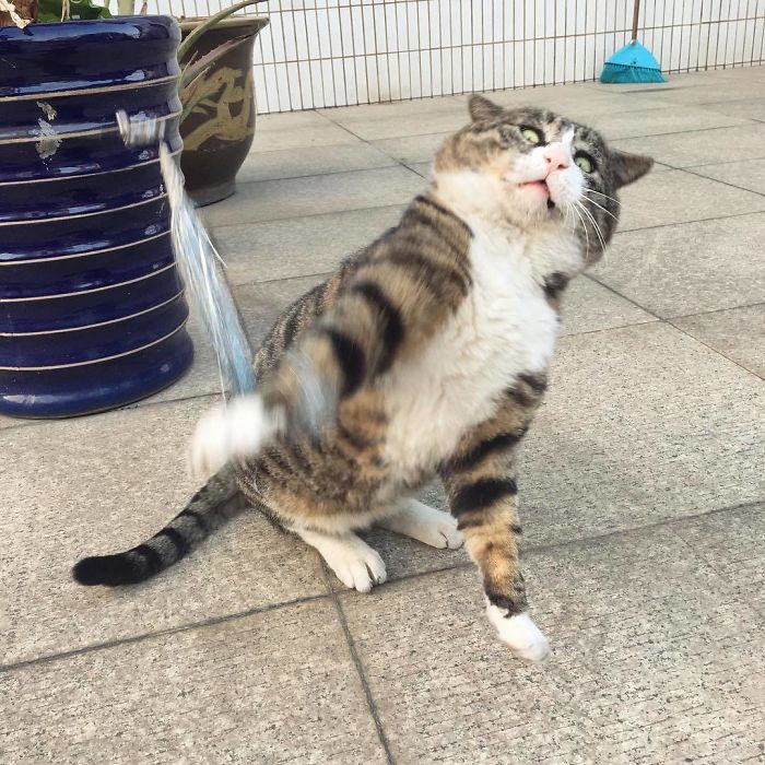 50 Overdramatic Cats Who Deserve An Oscar