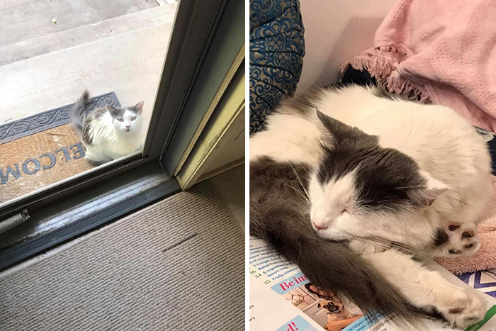 This Online Community Shares Before And After Adoption Pics, Shows How Love And Care Changes Cats (28 Pics)