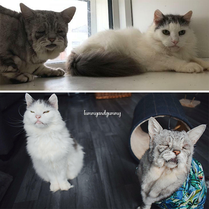 This Online Community Shares Before And After Adoption Pics, Shows How Love And Care Changes Cats (28 Pics)