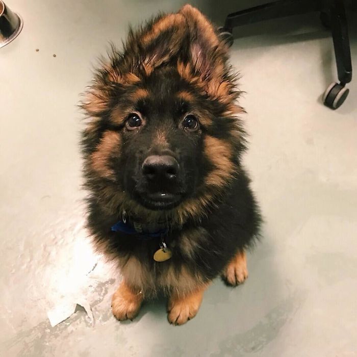 40 Times German Shepherd Puppies Were The Purest Things In The World