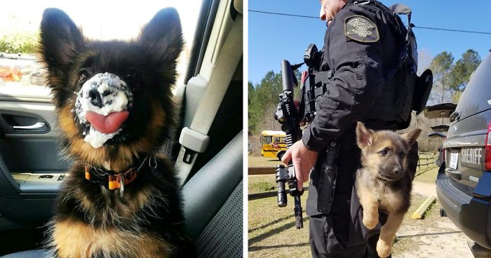 40 Times German Shepherd Puppies Were The Purest Things In The World