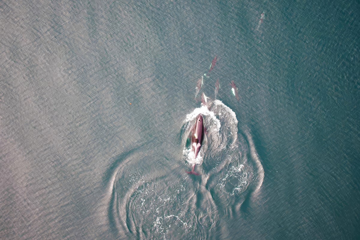Orcas seen hunting with dolphins and sharing spoils for first time
