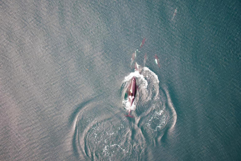 Orcas seen hunting with dolphins and sharing spoils for first time