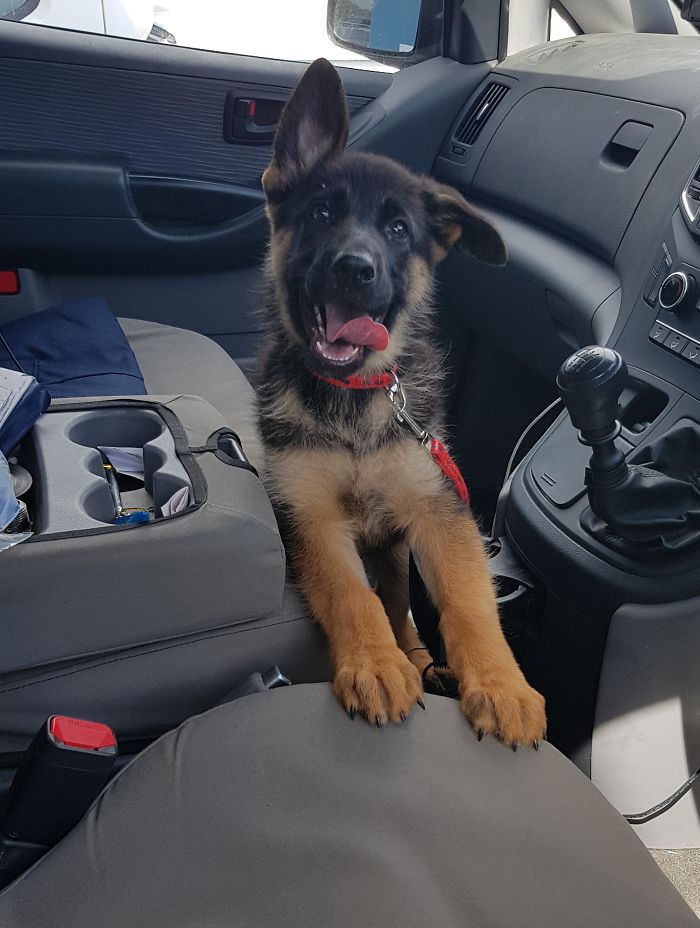 40 Times German Shepherd Puppies Were The Purest Things In The World