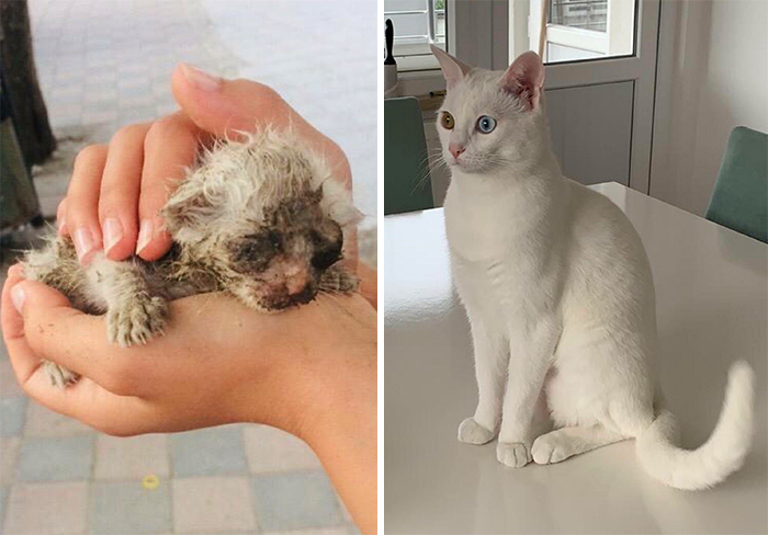 This Online Community Shares Before And After Adoption Pics, Shows How Love And Care Changes Cats (28 Pics)