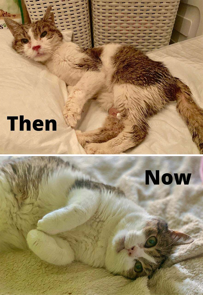 This Online Community Shares Before And After Adoption Pics, Shows How Love And Care Changes Cats (28 Pics)