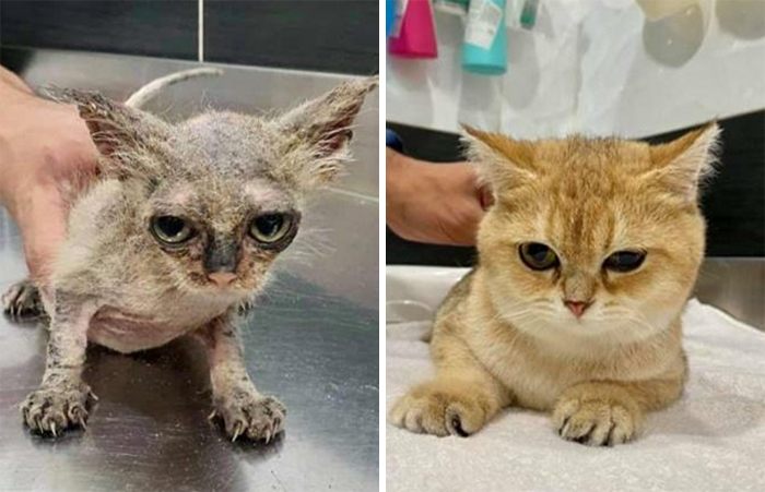 This Online Community Shares Before And After Adoption Pics, Shows How Love And Care Changes Cats (28 Pics)
