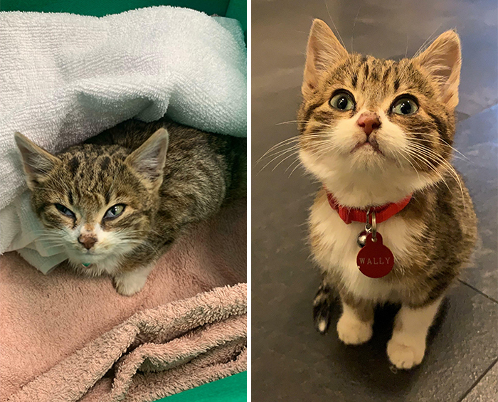 This Online Community Shares Before And After Adoption Pics, Shows How Love And Care Changes Cats (28 Pics)