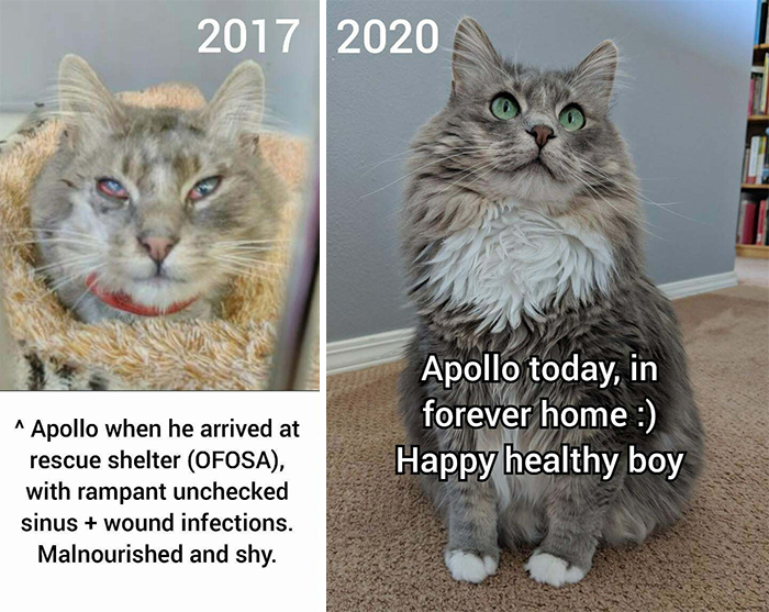 This Online Community Shares Before And After Adoption Pics, Shows How Love And Care Changes Cats (28 Pics)