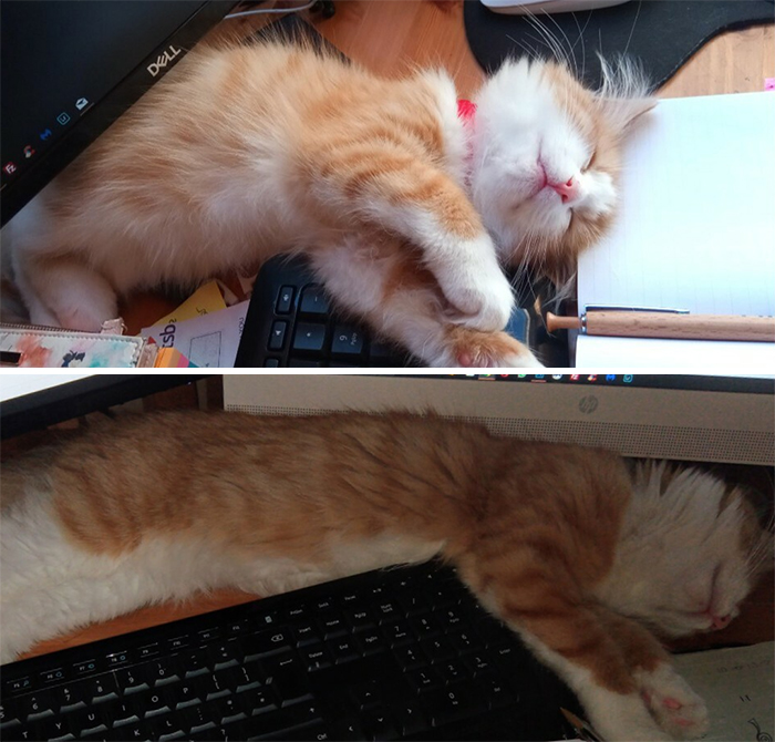 This Online Community Shares Before And After Adoption Pics, Shows How Love And Care Changes Cats (28 Pics)