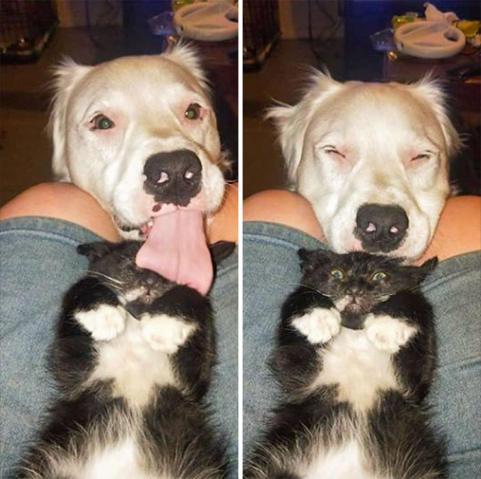 50 Overdramatic Cats Who Deserve An Oscar