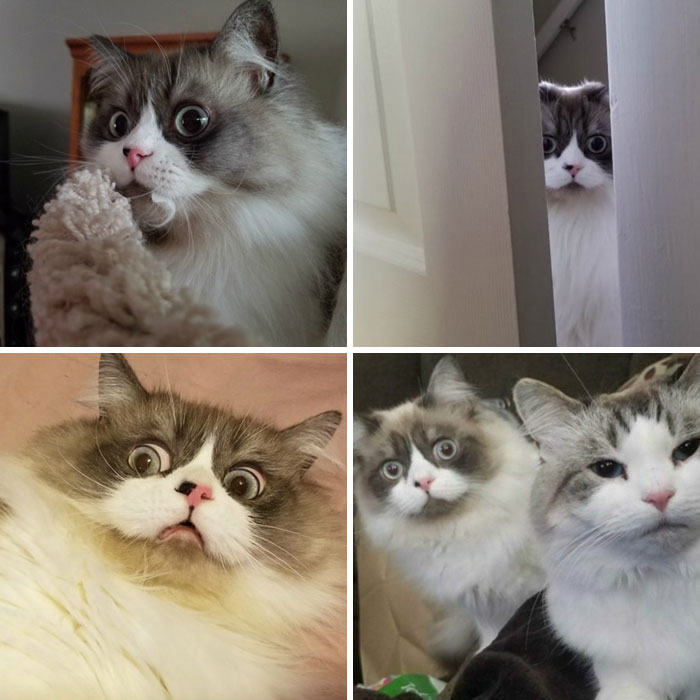 50 Overdramatic Cats Who Deserve An Oscar