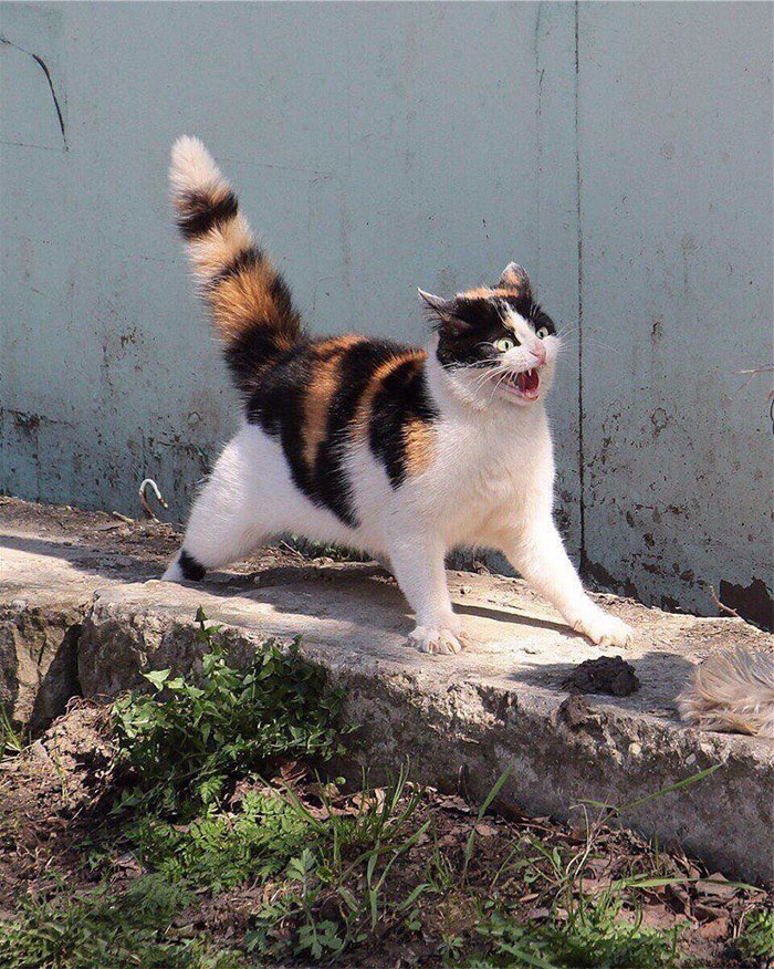 50 Overdramatic Cats Who Deserve An Oscar