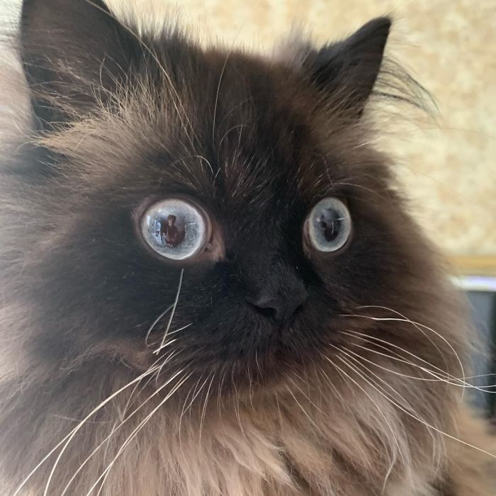 50 Overdramatic Cats Who Deserve An Oscar