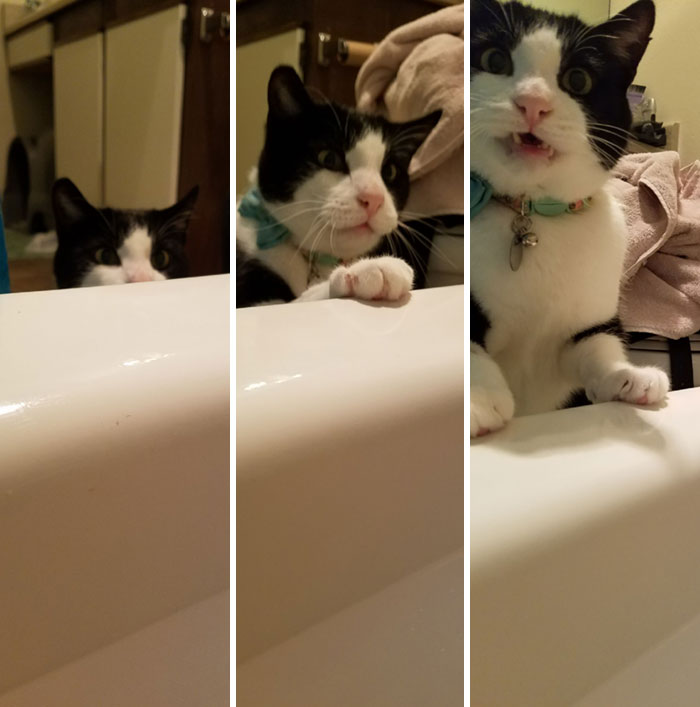 50 Overdramatic Cats Who Deserve An Oscar