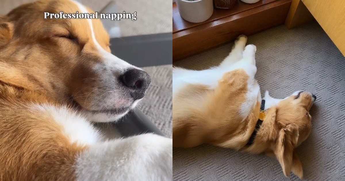 Video: Dog shows how to do 'professional napping'