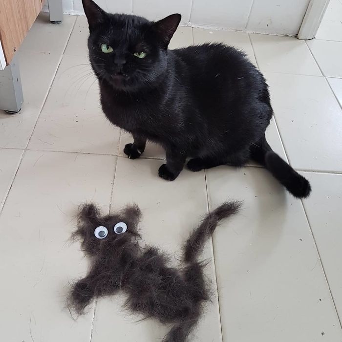 50 Overdramatic Cats Who Deserve An Oscar
