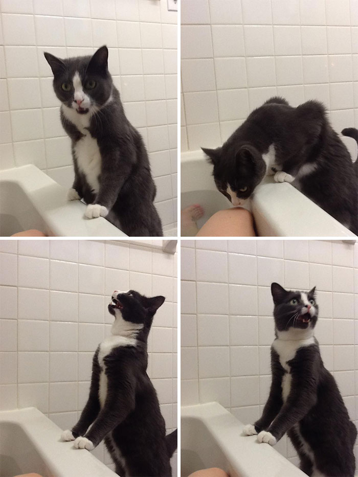 50 Overdramatic Cats Who Deserve An Oscar