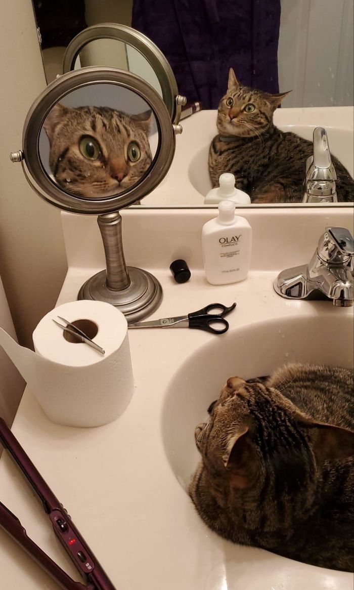 50 Overdramatic Cats Who Deserve An Oscar