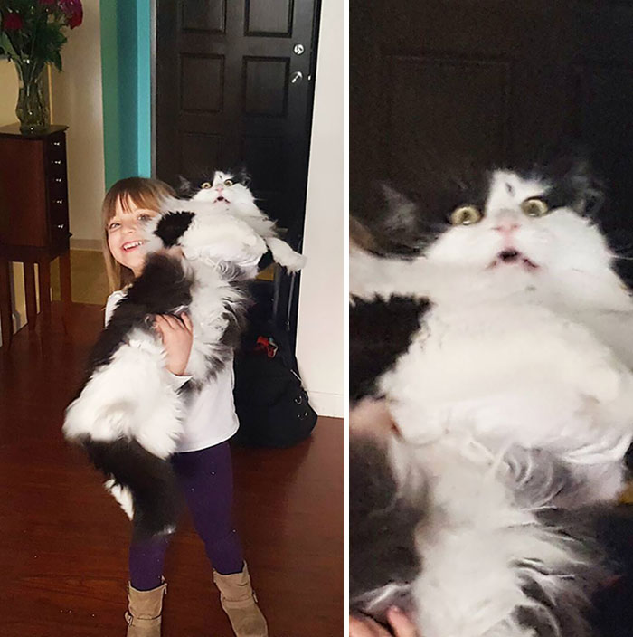 50 Overdramatic Cats Who Deserve An Oscar