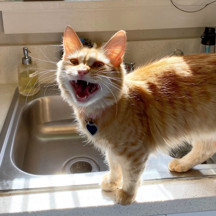 50 Overdramatic Cats Who Deserve An Oscar