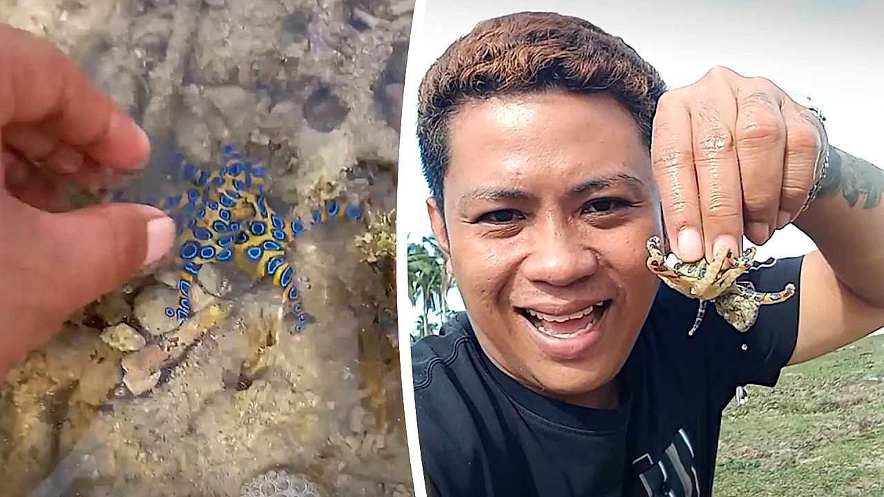 Tourist unknowingly grabs one of the world's deadliest octopuses