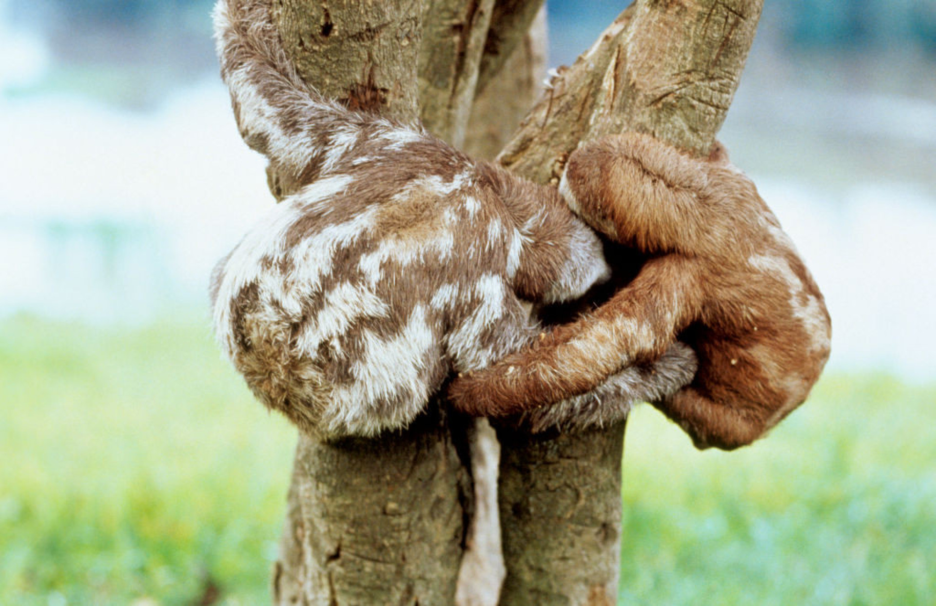 Os animais mais inúteis do mundo