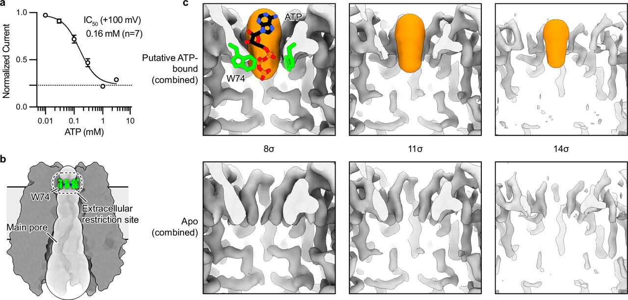Shape-shifting cell channel reveals new target for precision drugs