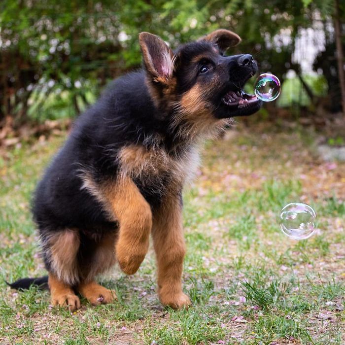 40 Times German Shepherd Puppies Were The Purest Things In The World