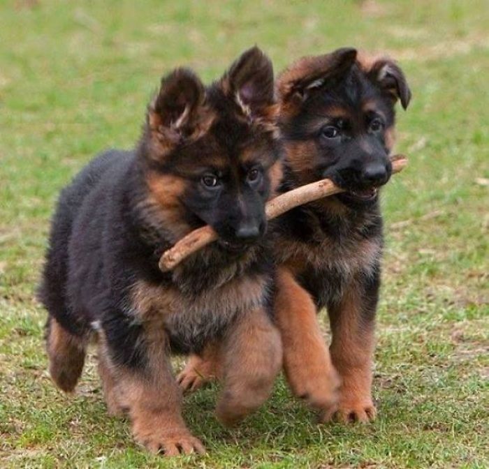 40 Times German Shepherd Puppies Were The Purest Things In The World