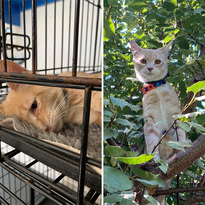 This Online Community Shares Before And After Adoption Pics, Shows How Love And Care Changes Cats (28 Pics)