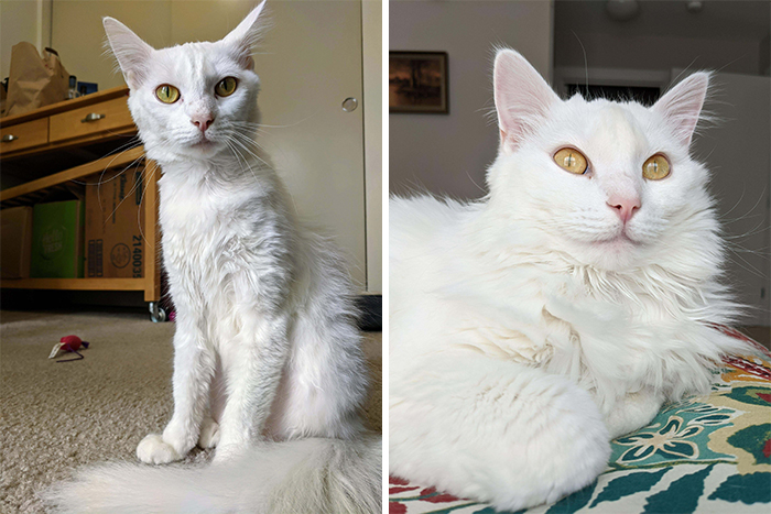This Online Community Shares Before And After Adoption Pics, Shows How Love And Care Changes Cats (28 Pics)