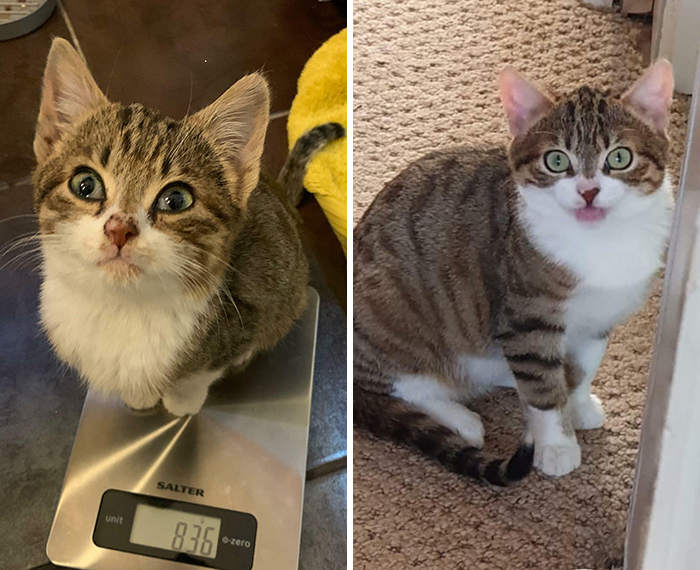 This Online Community Shares Before And After Adoption Pics, Shows How Love And Care Changes Cats (28 Pics)