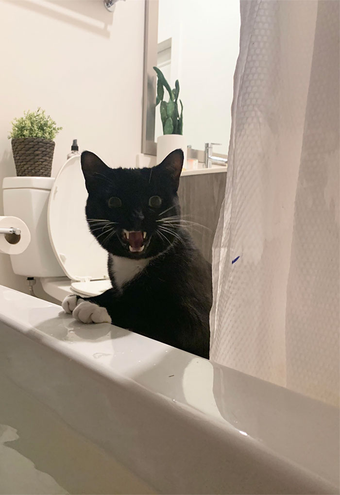 50 Overdramatic Cats Who Deserve An Oscar