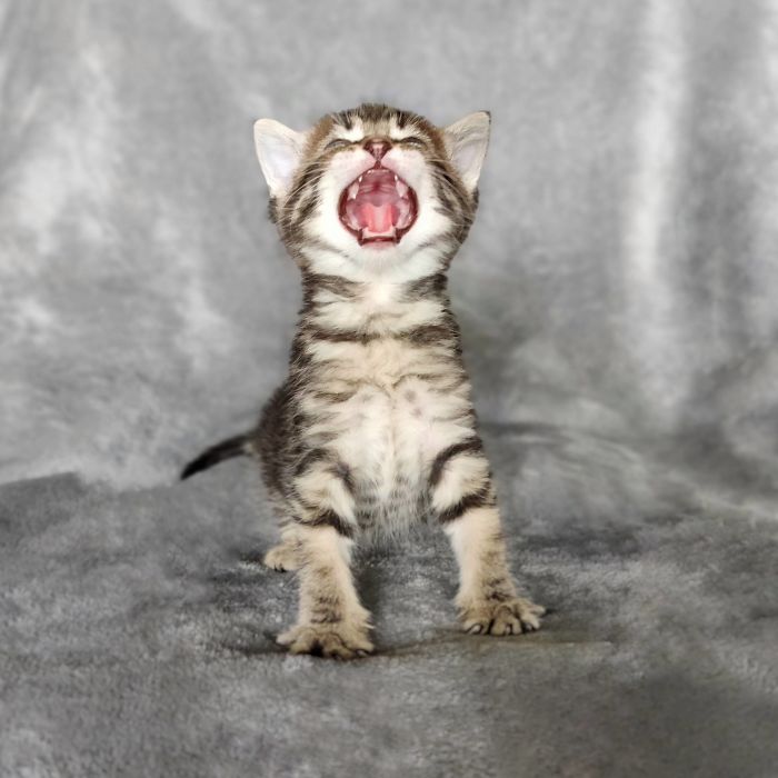 50 Overdramatic Cats Who Deserve An Oscar