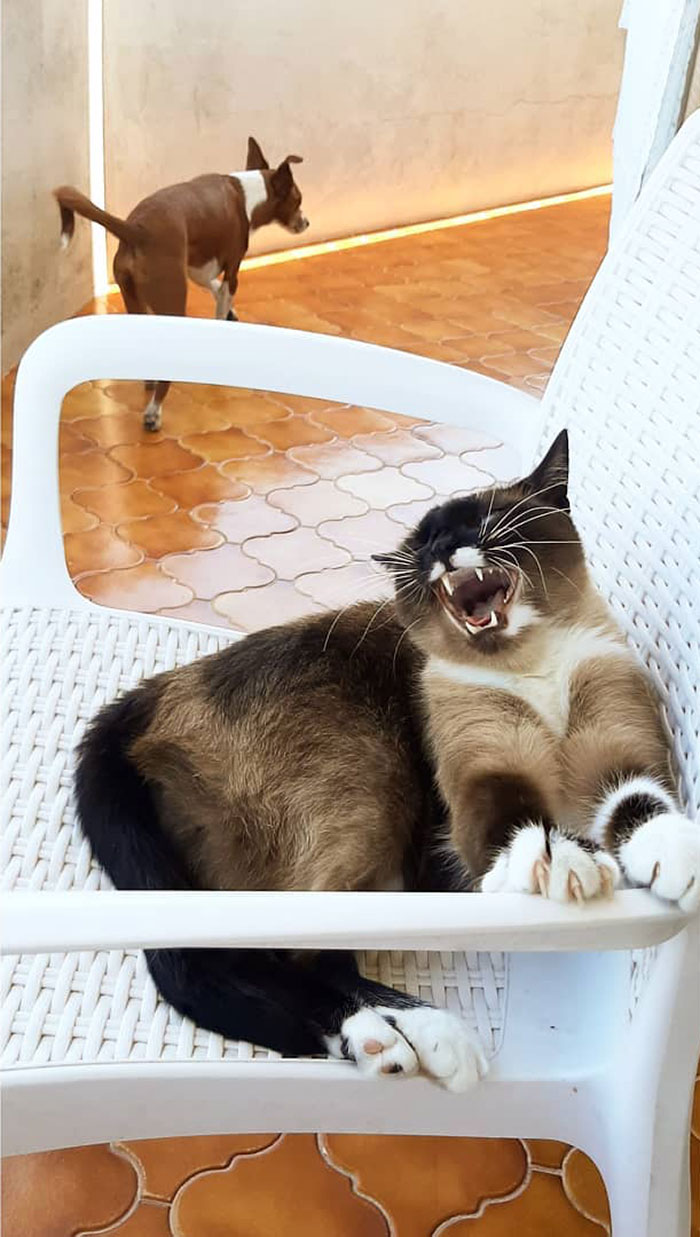 50 Overdramatic Cats Who Deserve An Oscar