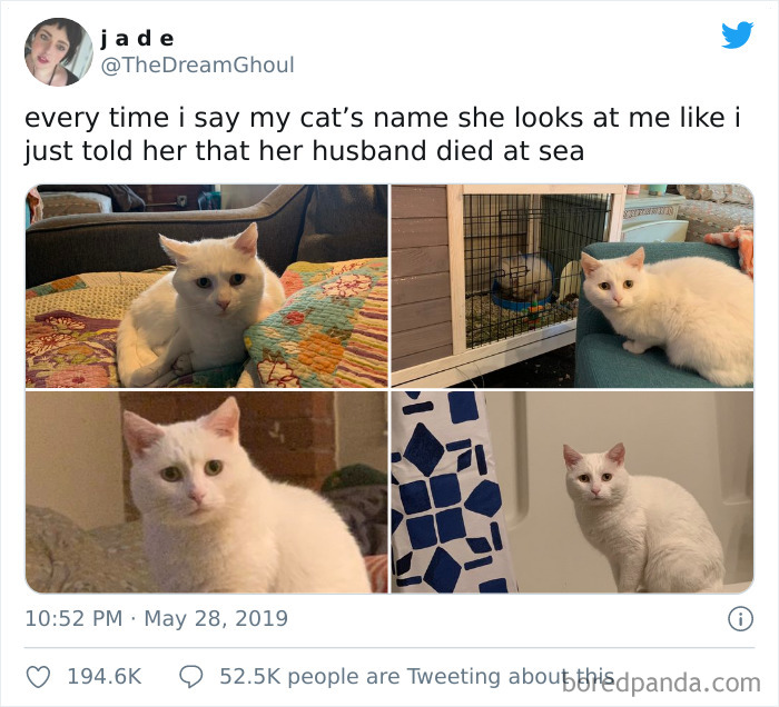 50 Overdramatic Cats Who Deserve An Oscar