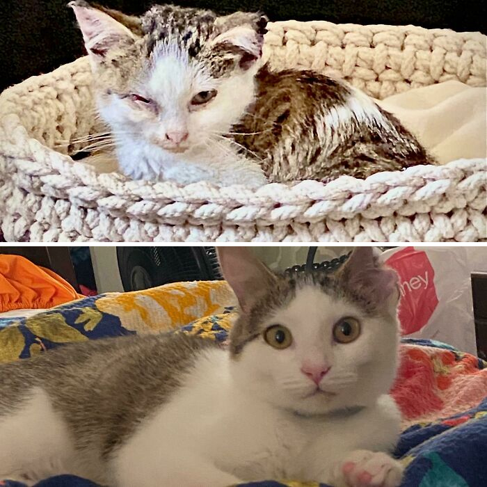 This Online Community Shares Before And After Adoption Pics, Shows How Love And Care Changes Cats (28 Pics)