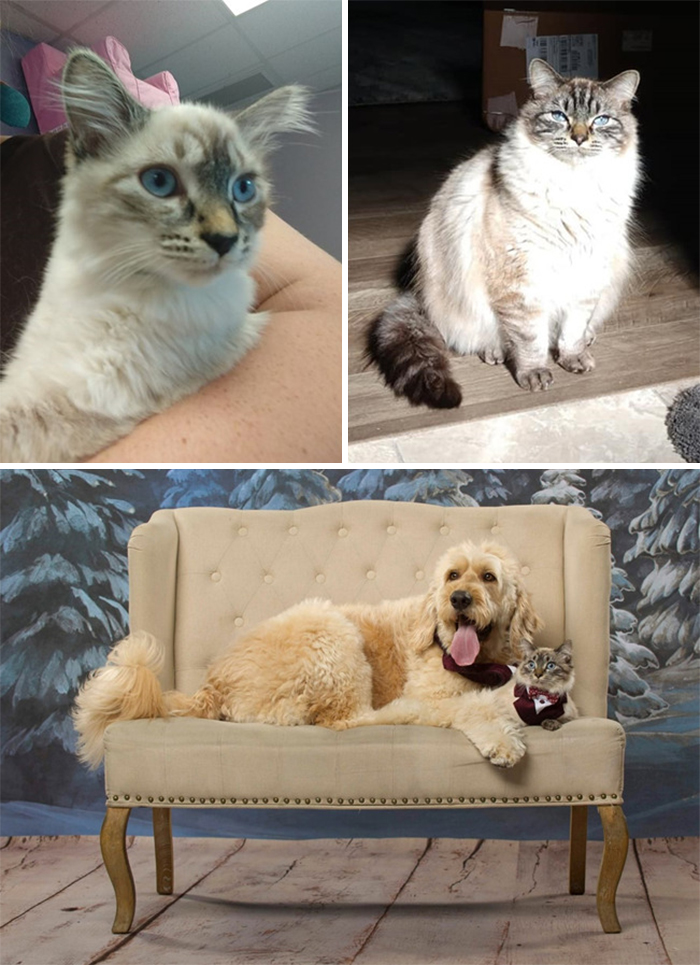 This Online Community Shares Before And After Adoption Pics, Shows How Love And Care Changes Cats (28 Pics)