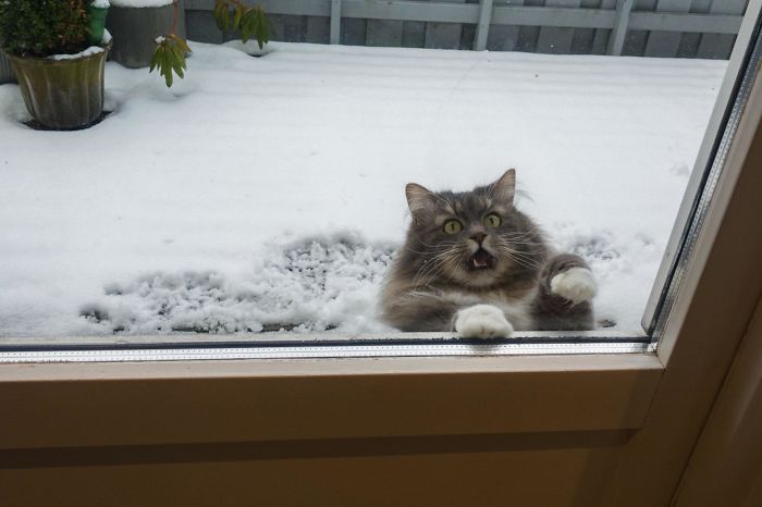50 Overdramatic Cats Who Deserve An Oscar