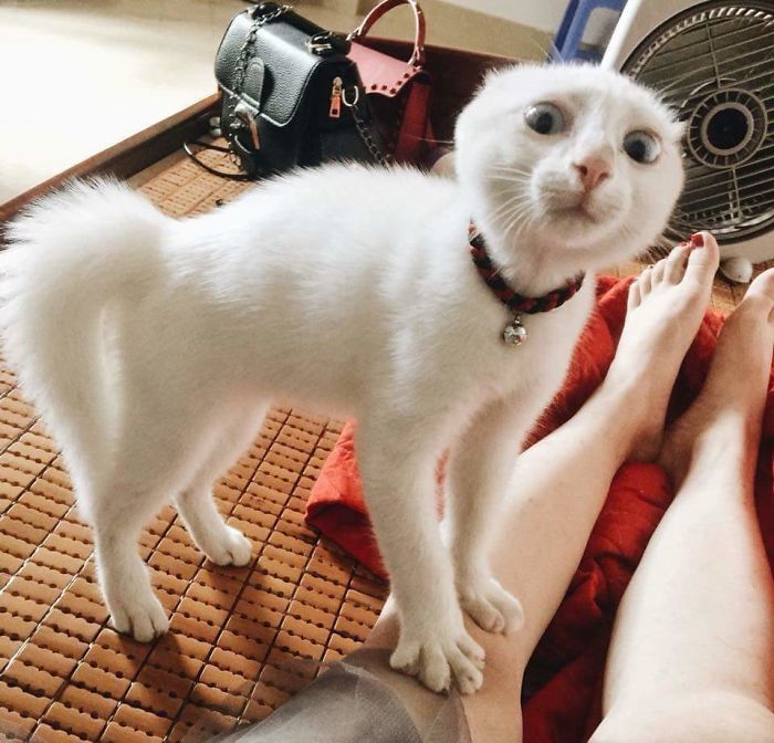 50 Overdramatic Cats Who Deserve An Oscar